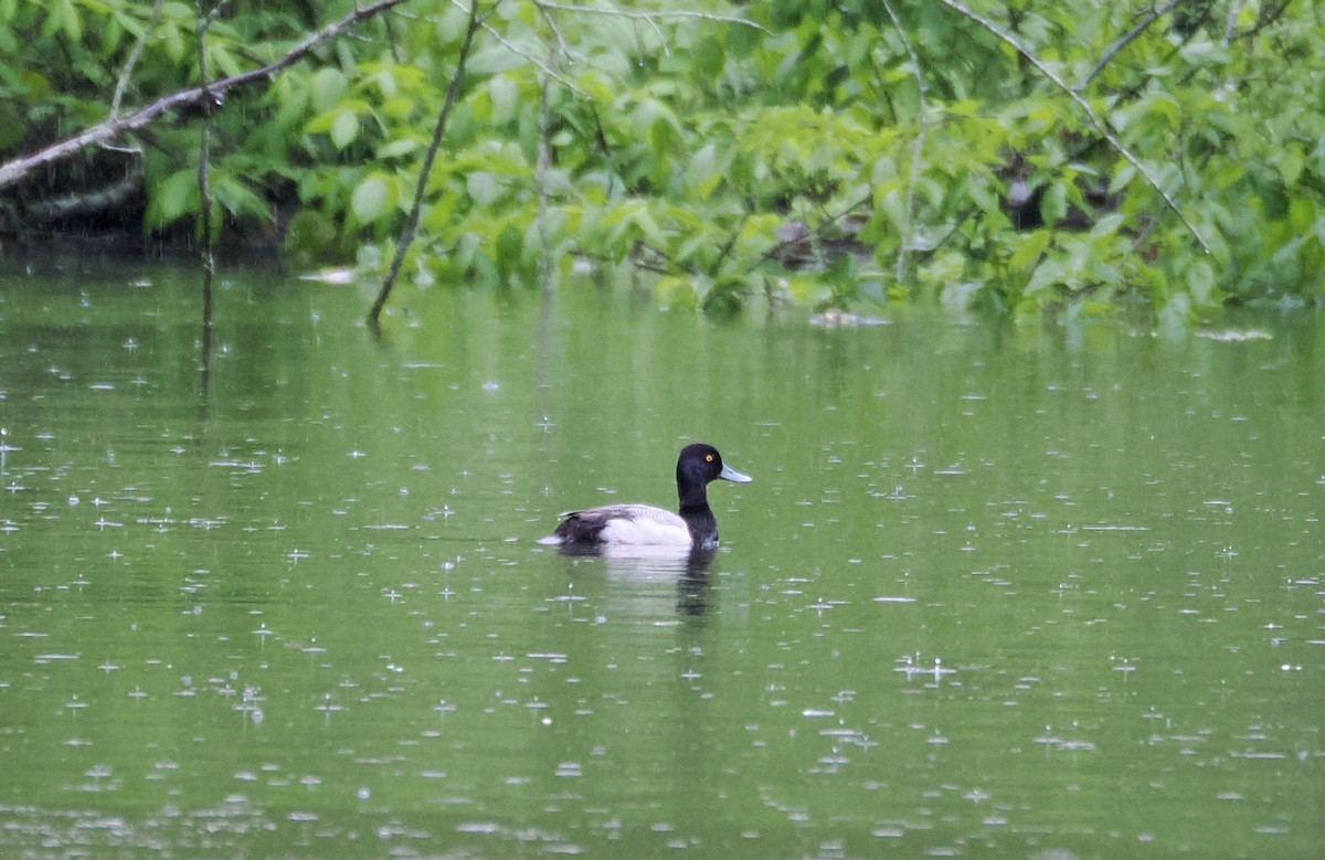 Lesser Scaup - ML620708364