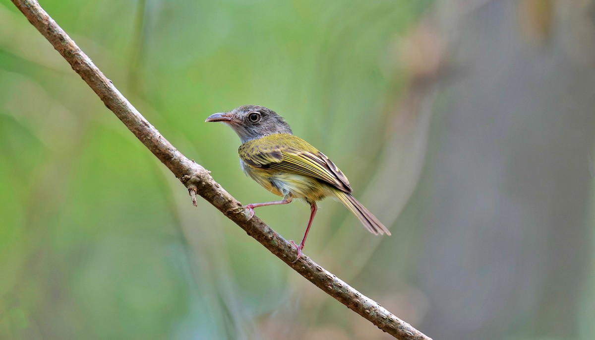 カマハシタイランチョウ - ML620708370