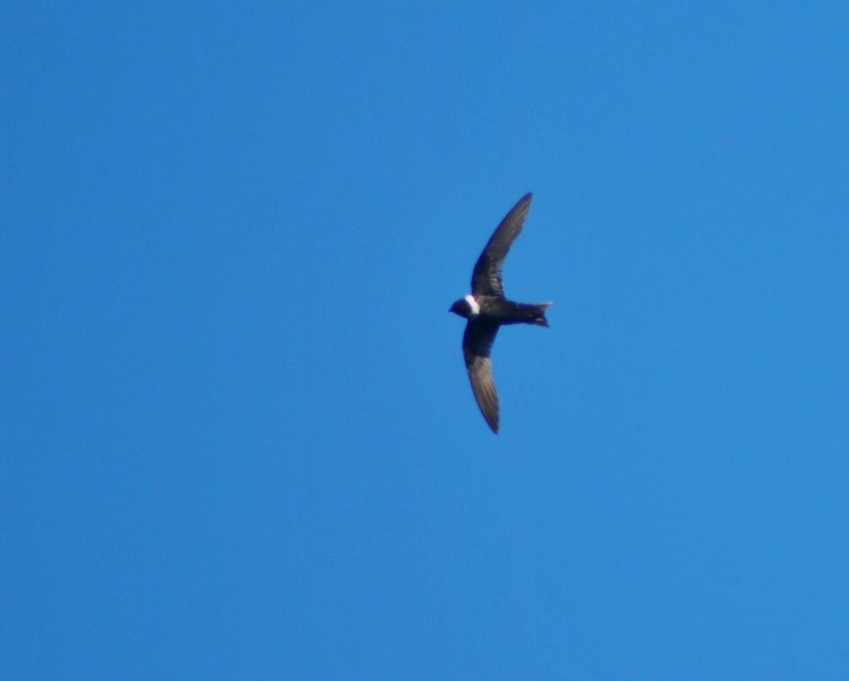 White-collared Swift - Luis fdo Hernandez