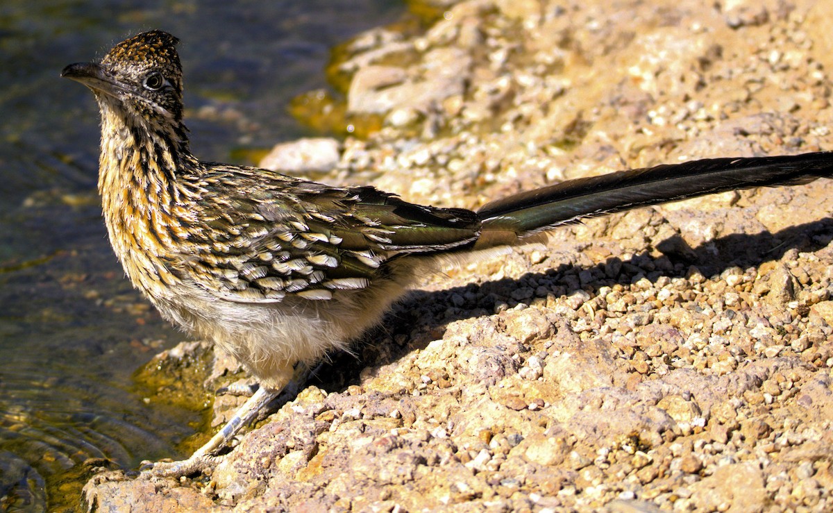 Greater Roadrunner - ML620708382