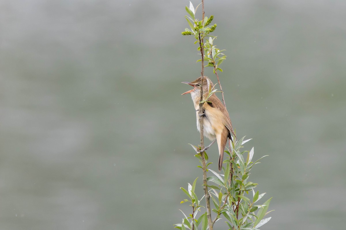 Great Reed Warbler - ML620708383