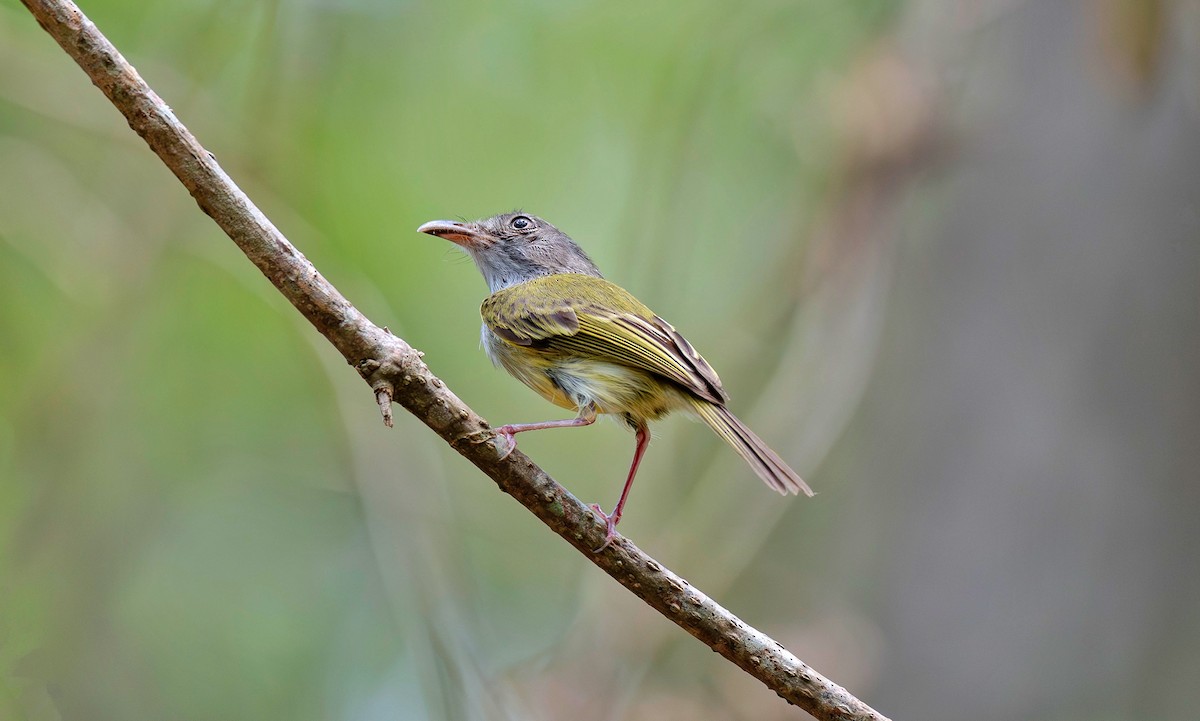 Northern Bentbill - ML620708384