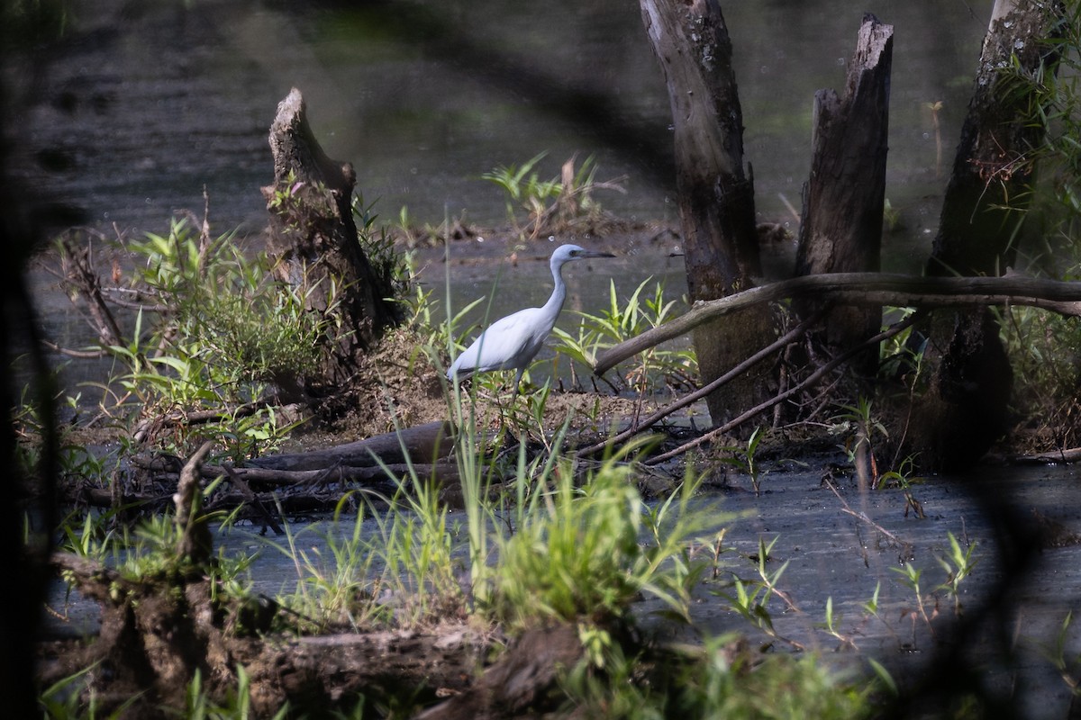 Little Blue Heron - ML620708385