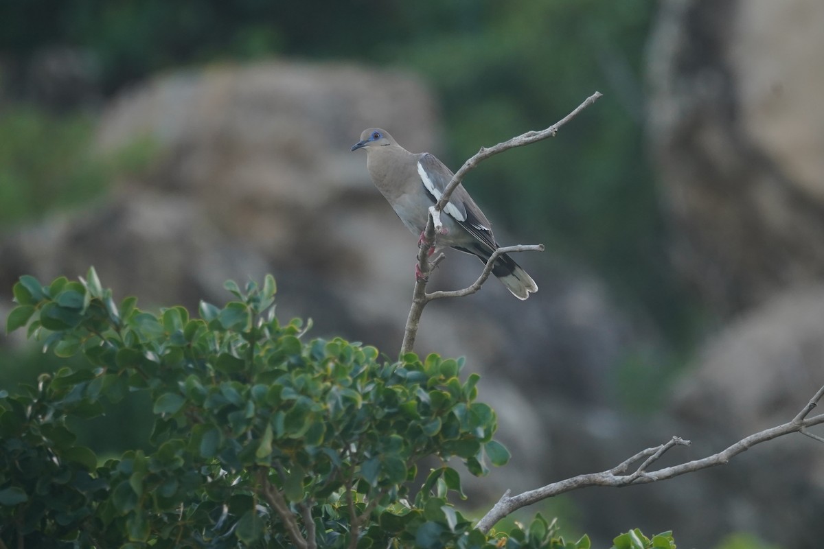 White-winged Dove - ML620708386