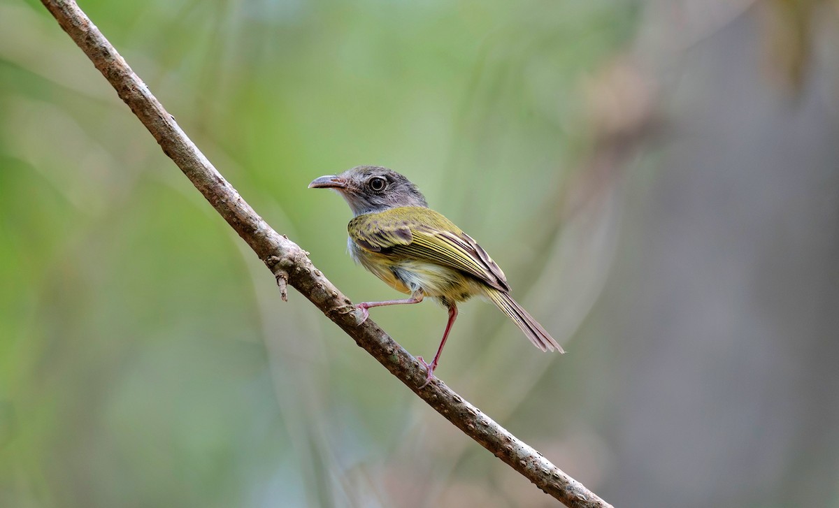 Mosquerito Piquicurvo Norteño - ML620708388