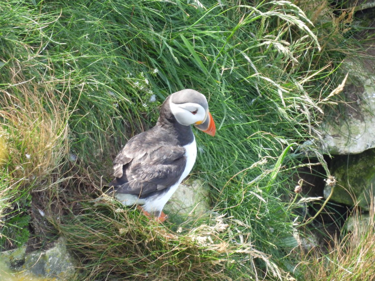 Atlantic Puffin - ML620708398