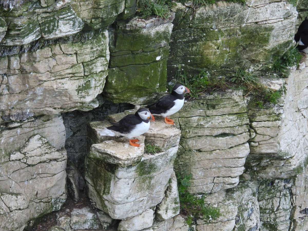 Atlantic Puffin - ML620708401