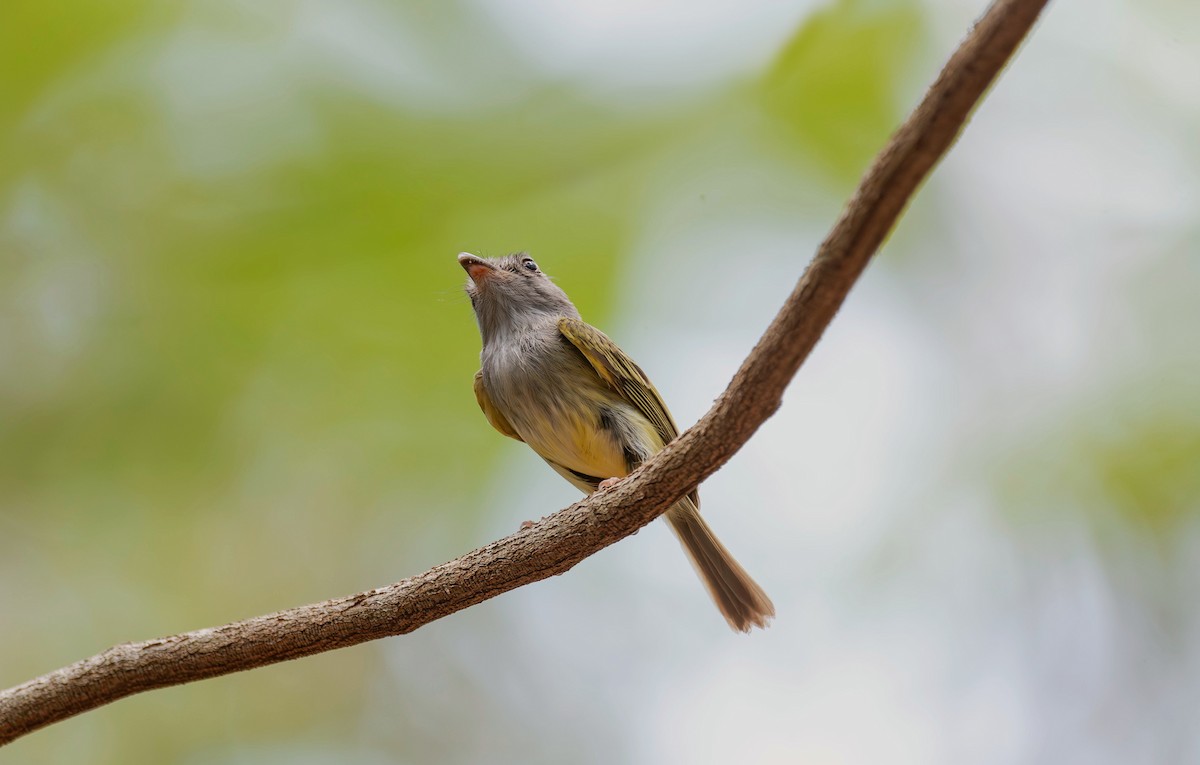 Northern Bentbill - ML620708405