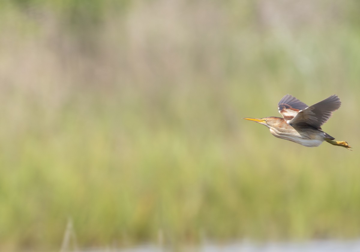 Least Bittern - ML620708415