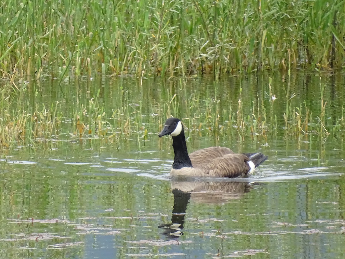 Canada Goose - ML620708432