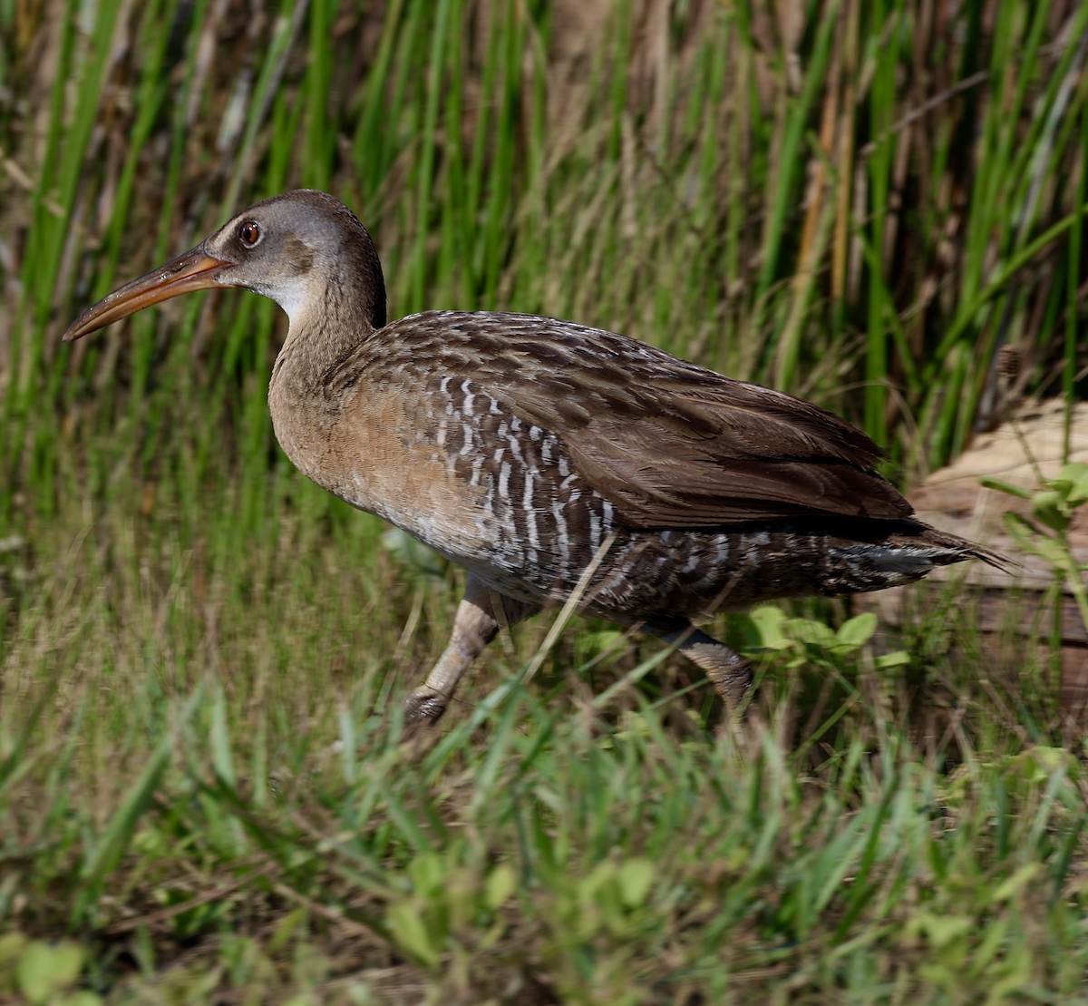 Clapper Rail - ML620708443