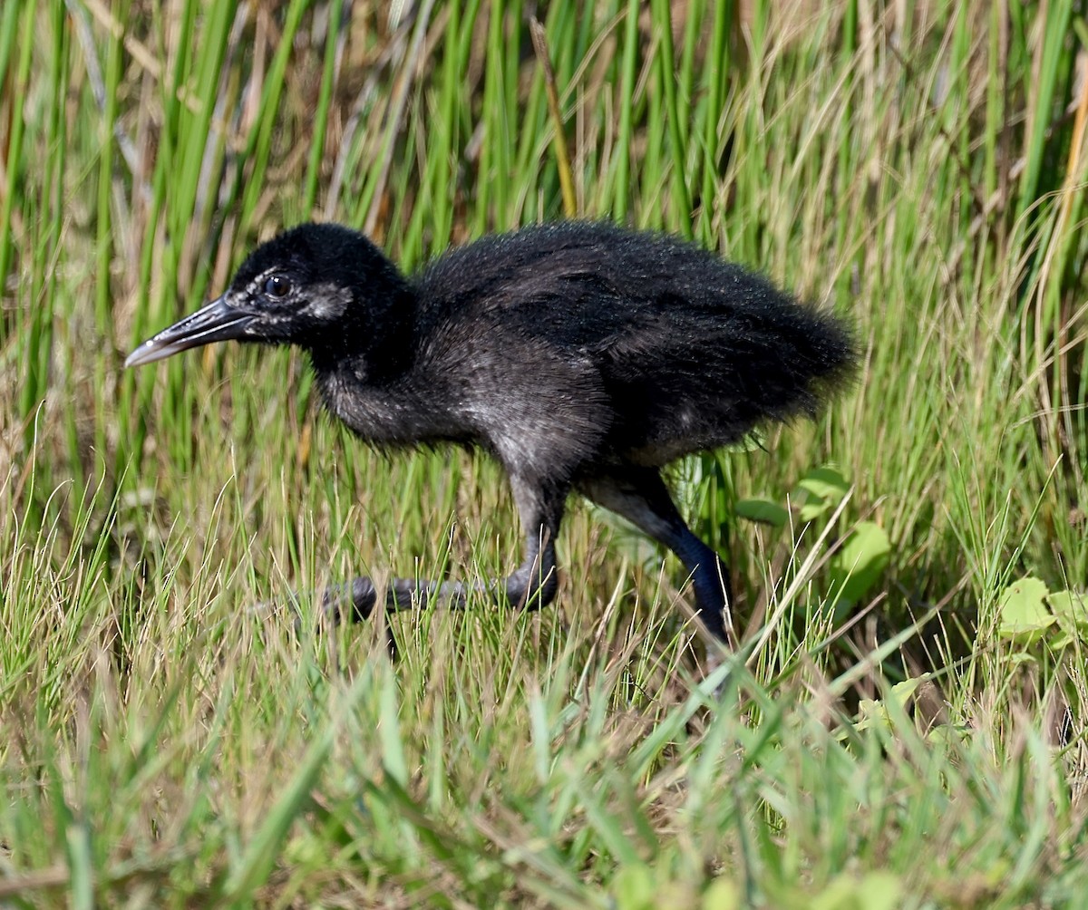 Clapper Rail - ML620708445