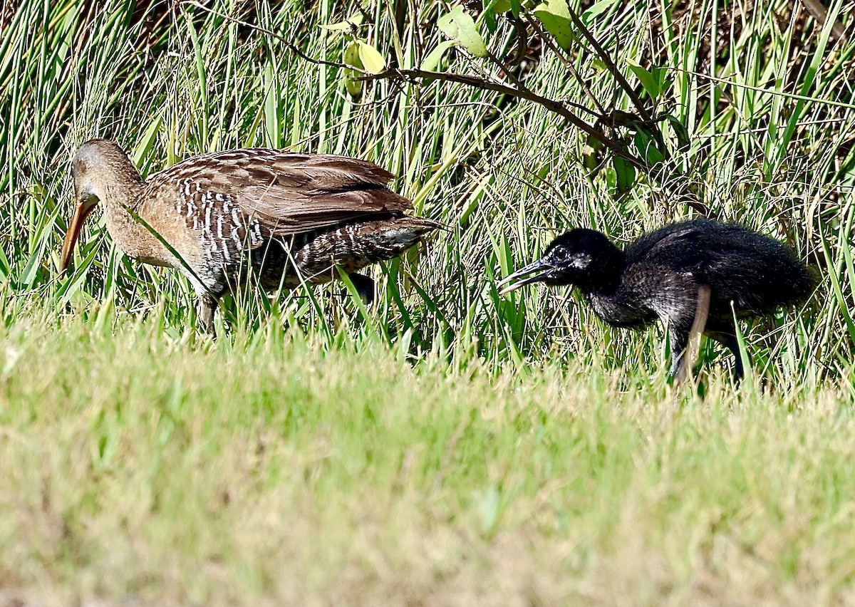 Clapper Rail - ML620708446