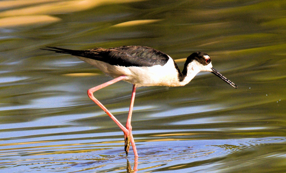 Black-necked Stilt - ML620708453