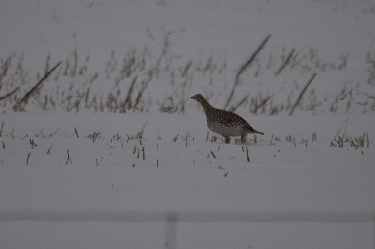 Sharp-tailed Grouse - ML620708456