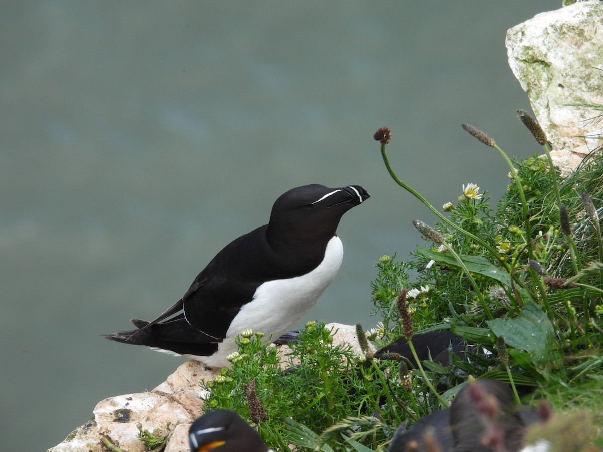 Razorbill - ML620708457