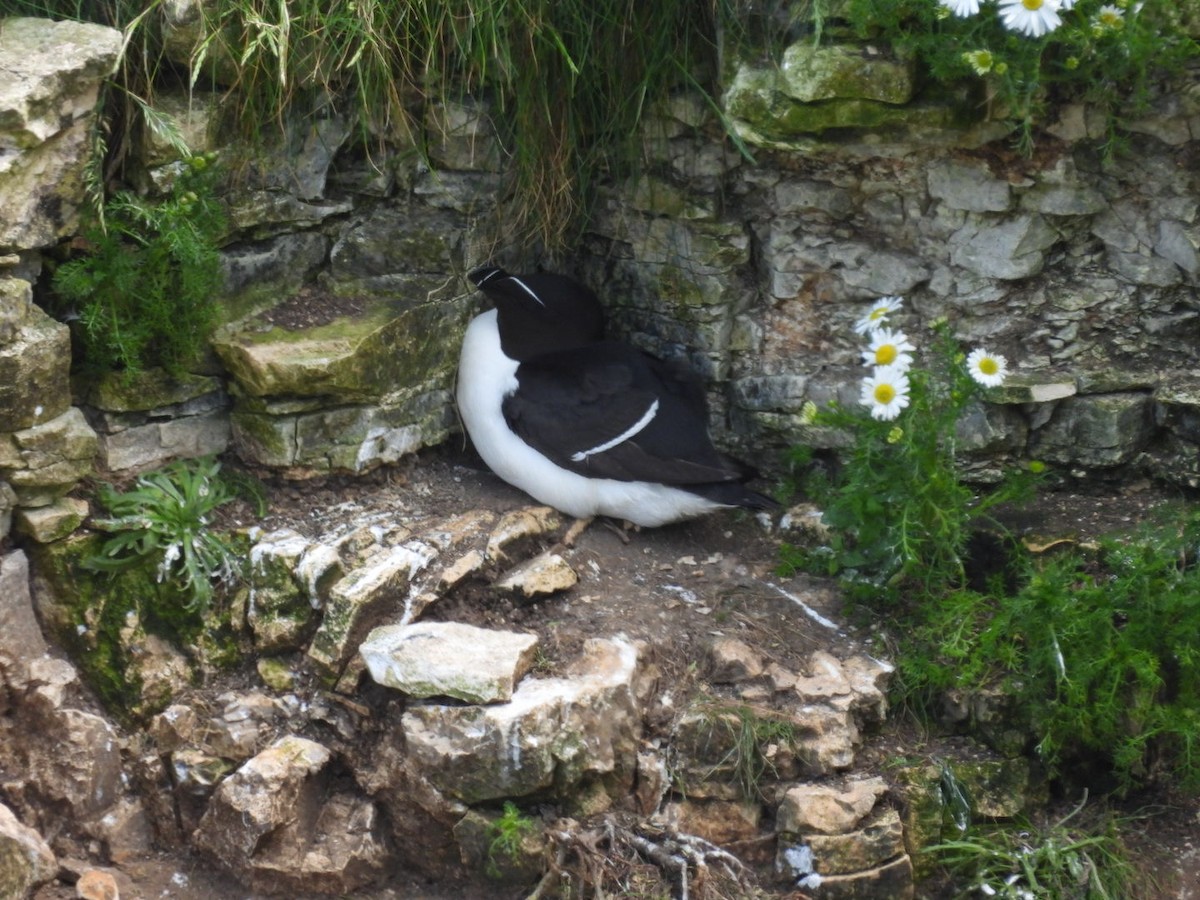 Razorbill - Alex Ferguson