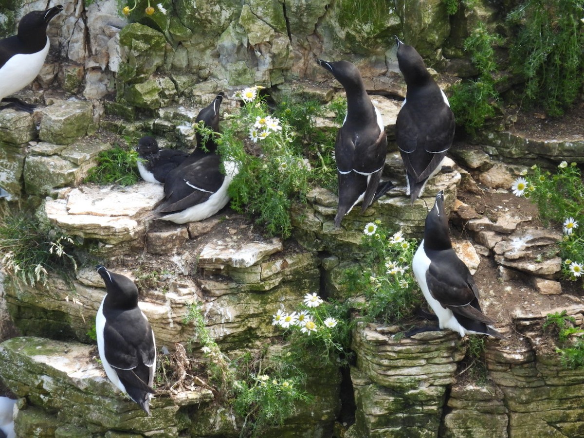 Razorbill - ML620708459