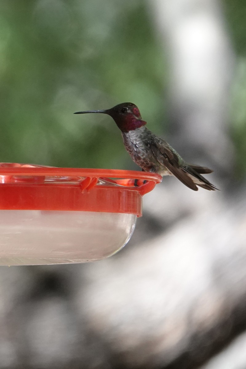 Anna's Hummingbird - ML620708462