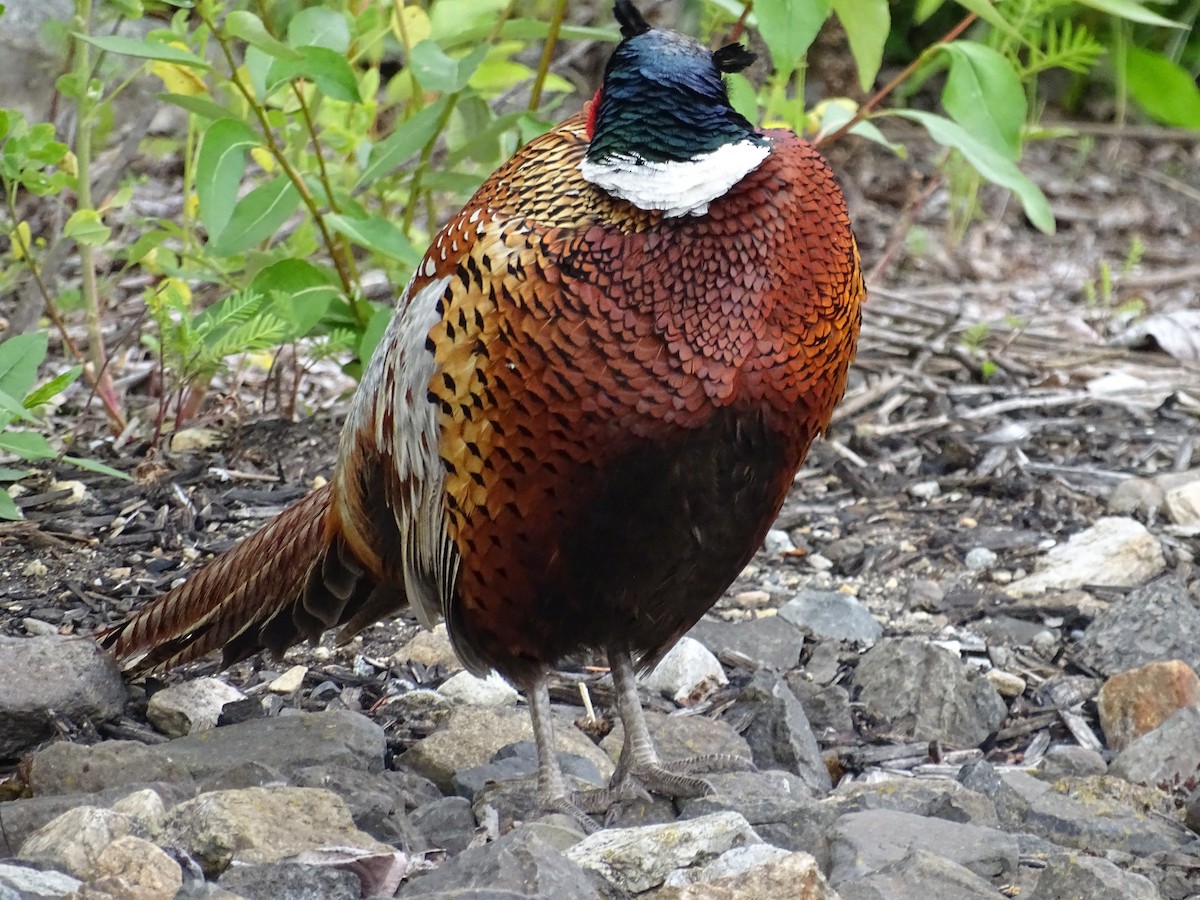 Ring-necked Pheasant - ML620708469