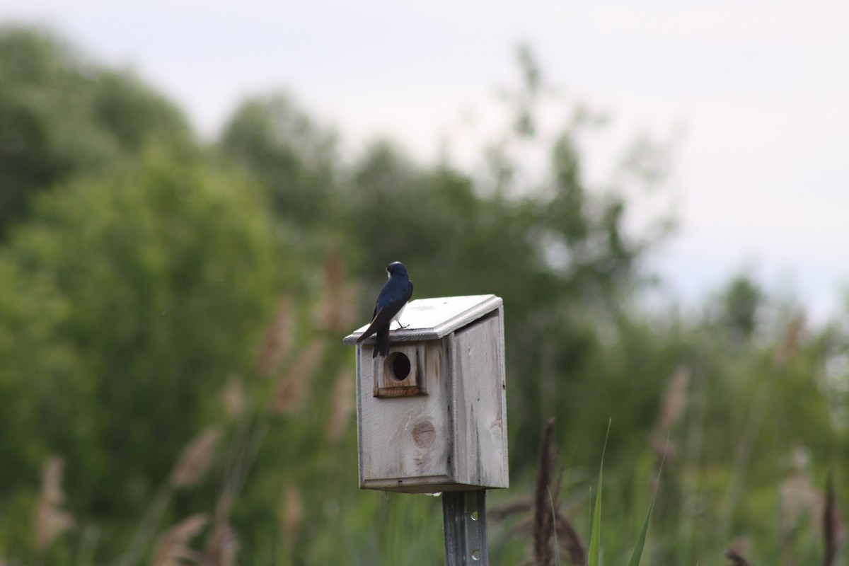 Tree Swallow - ML620708472