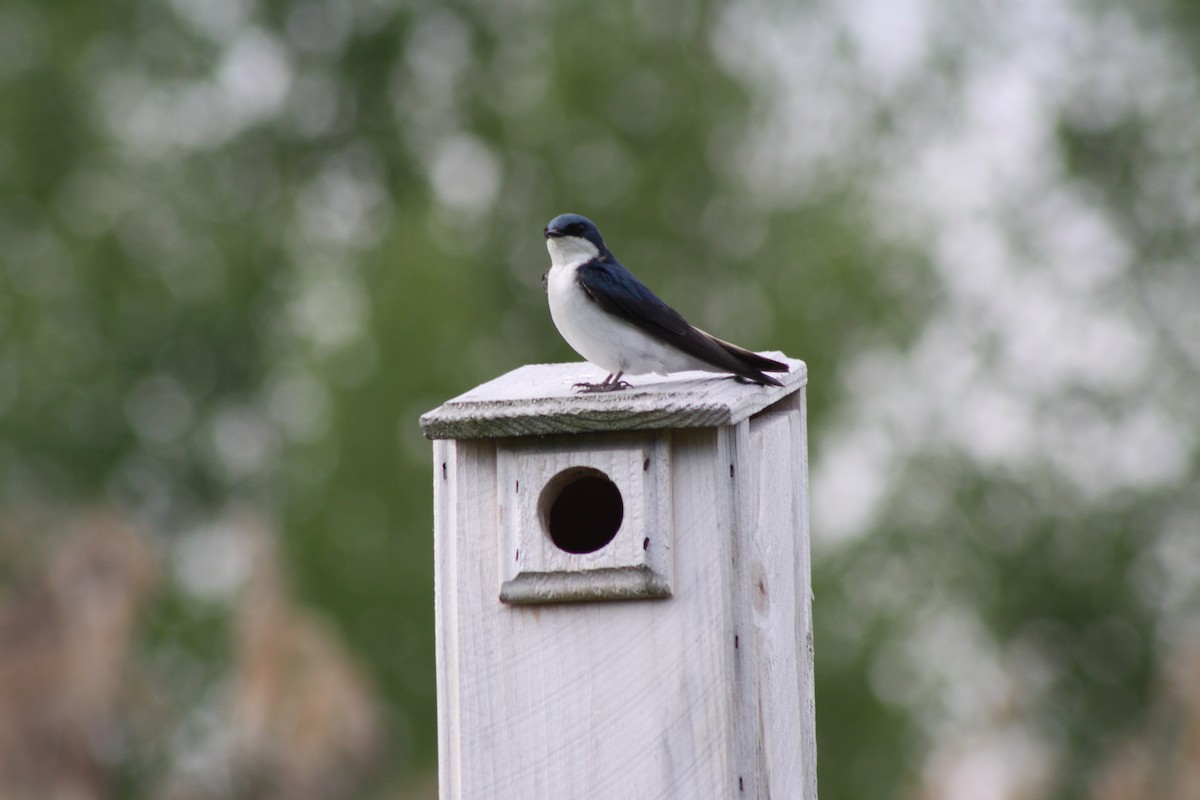 Tree Swallow - Mathieu Briand