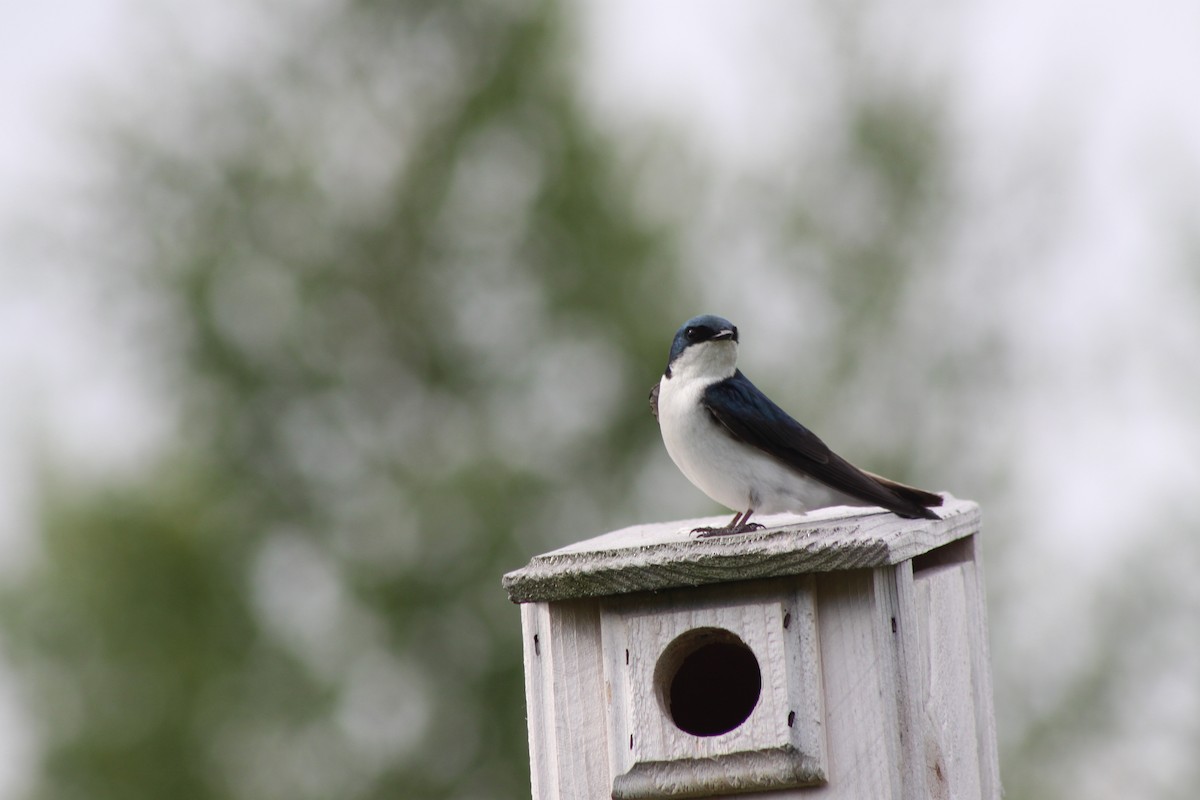 Tree Swallow - ML620708474