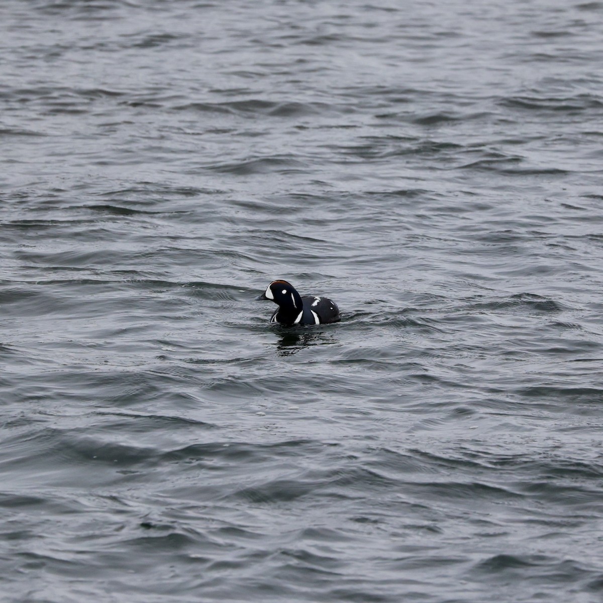 Harlequin Duck - ML620708477