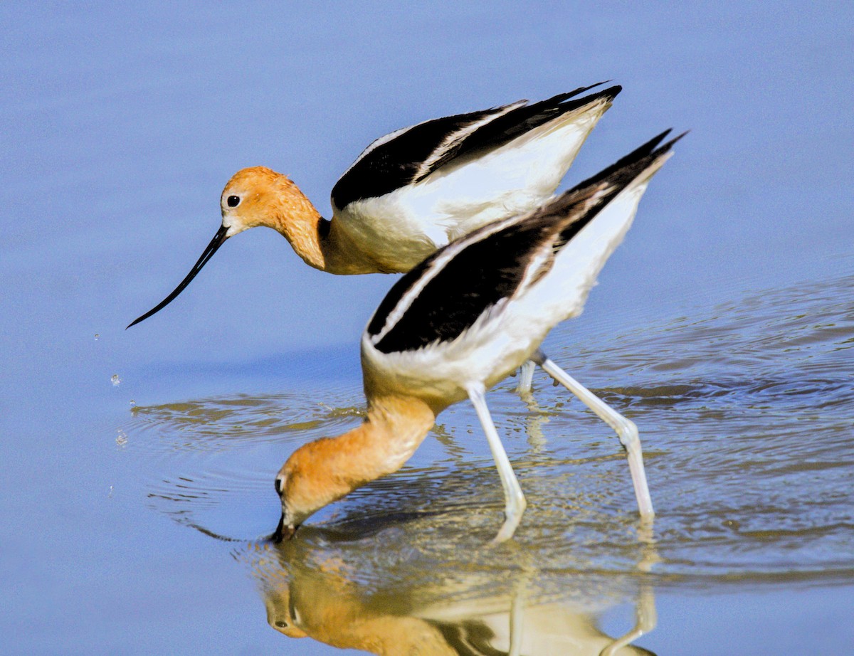 Avoceta Americana - ML620708478