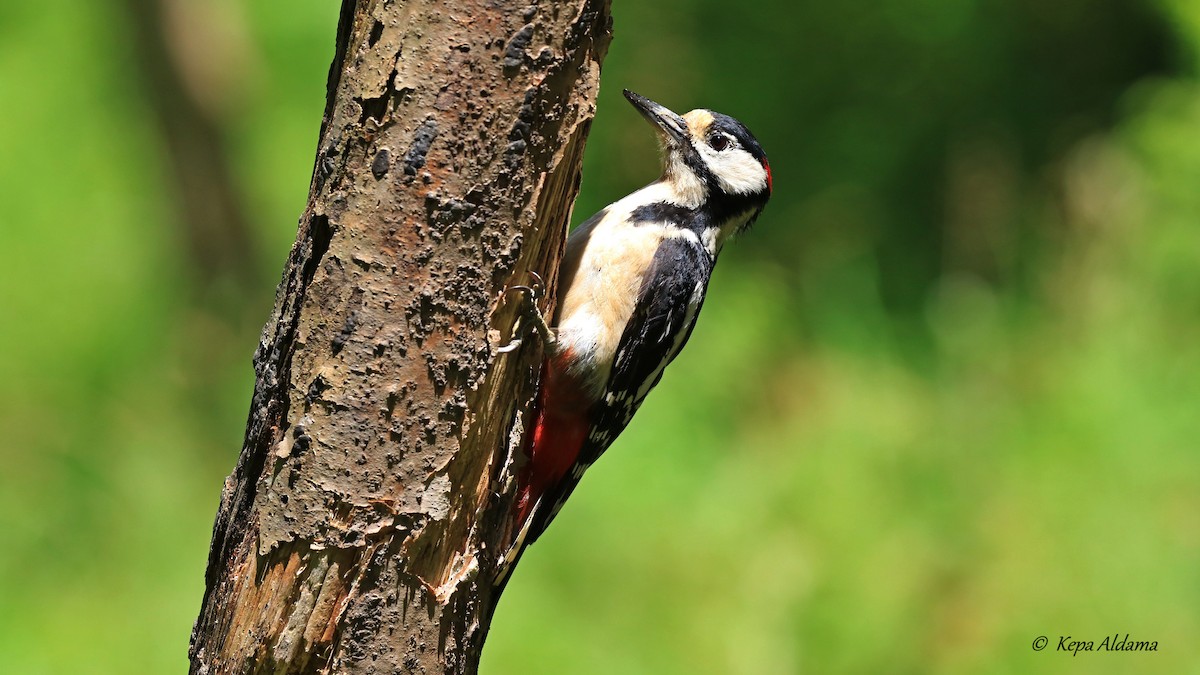 Great Spotted Woodpecker - ML620708481