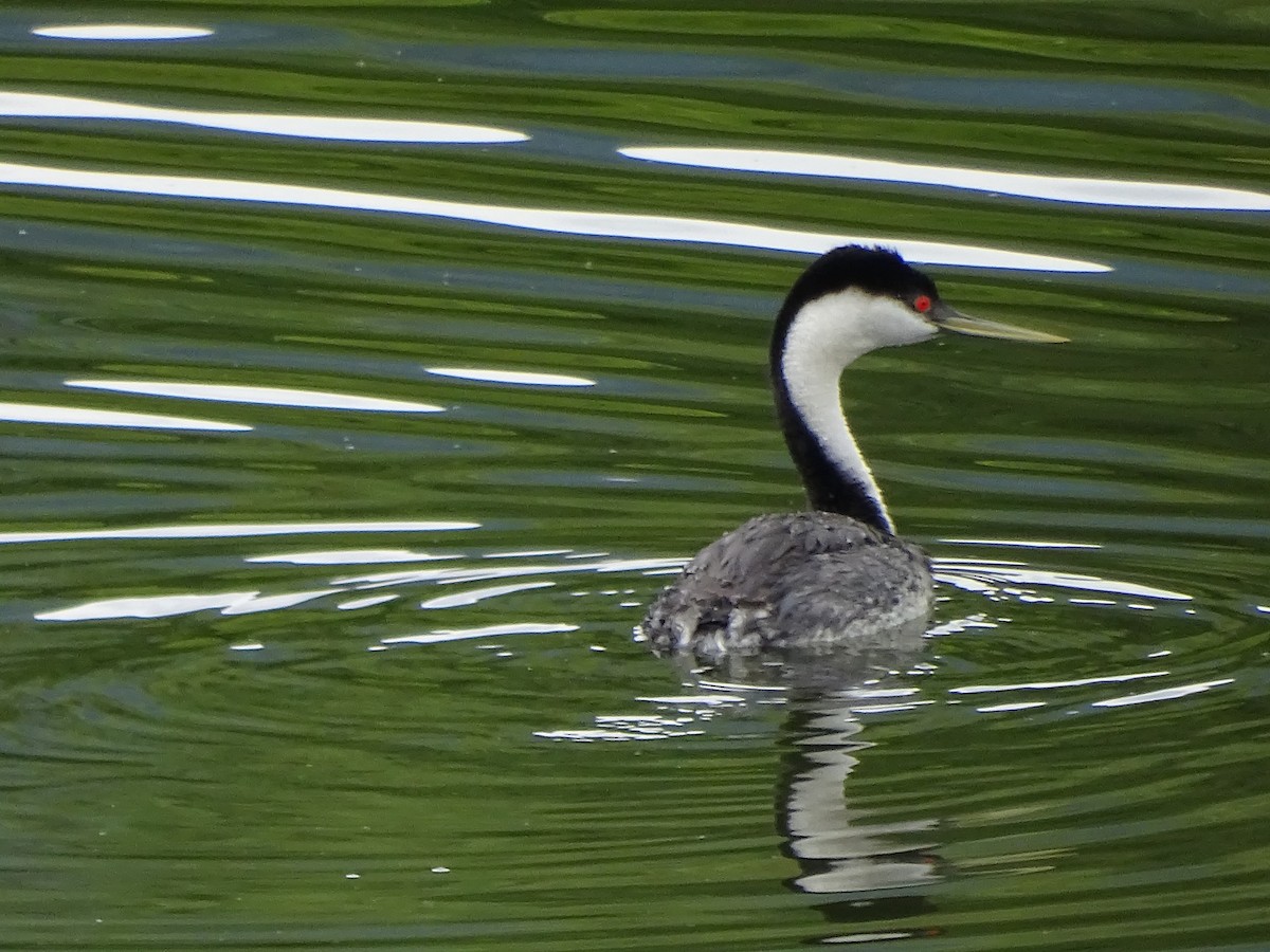 Western Grebe - Jim Walton