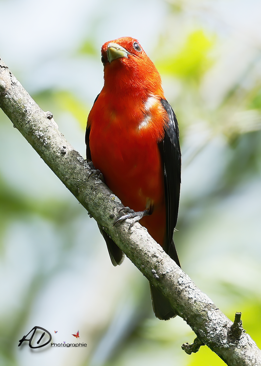 Scarlet Tanager - ML620708487