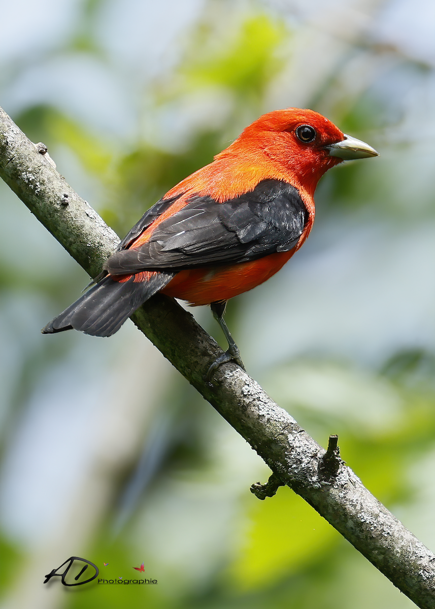 Scarlet Tanager - ML620708488