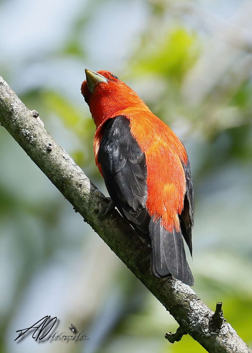 Scarlet Tanager - ML620708489