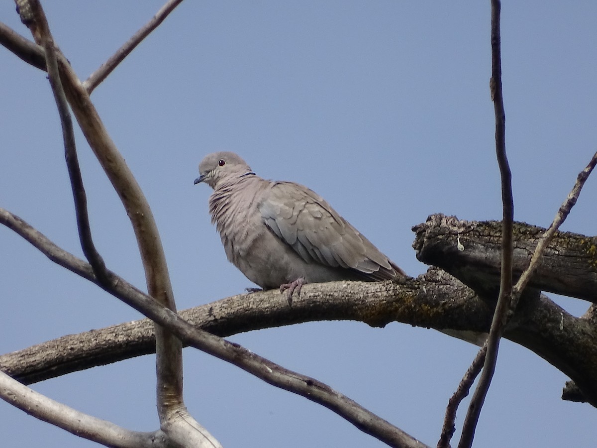 Eurasian Collared-Dove - ML620708490