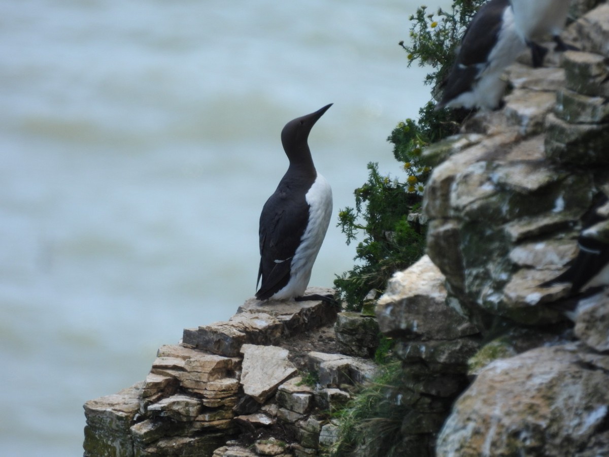 Guillemot marmette - ML620708491