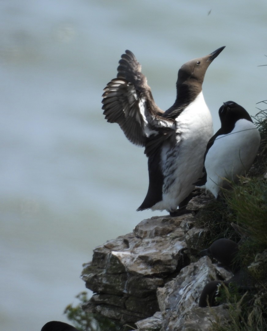 Common Murre - ML620708492