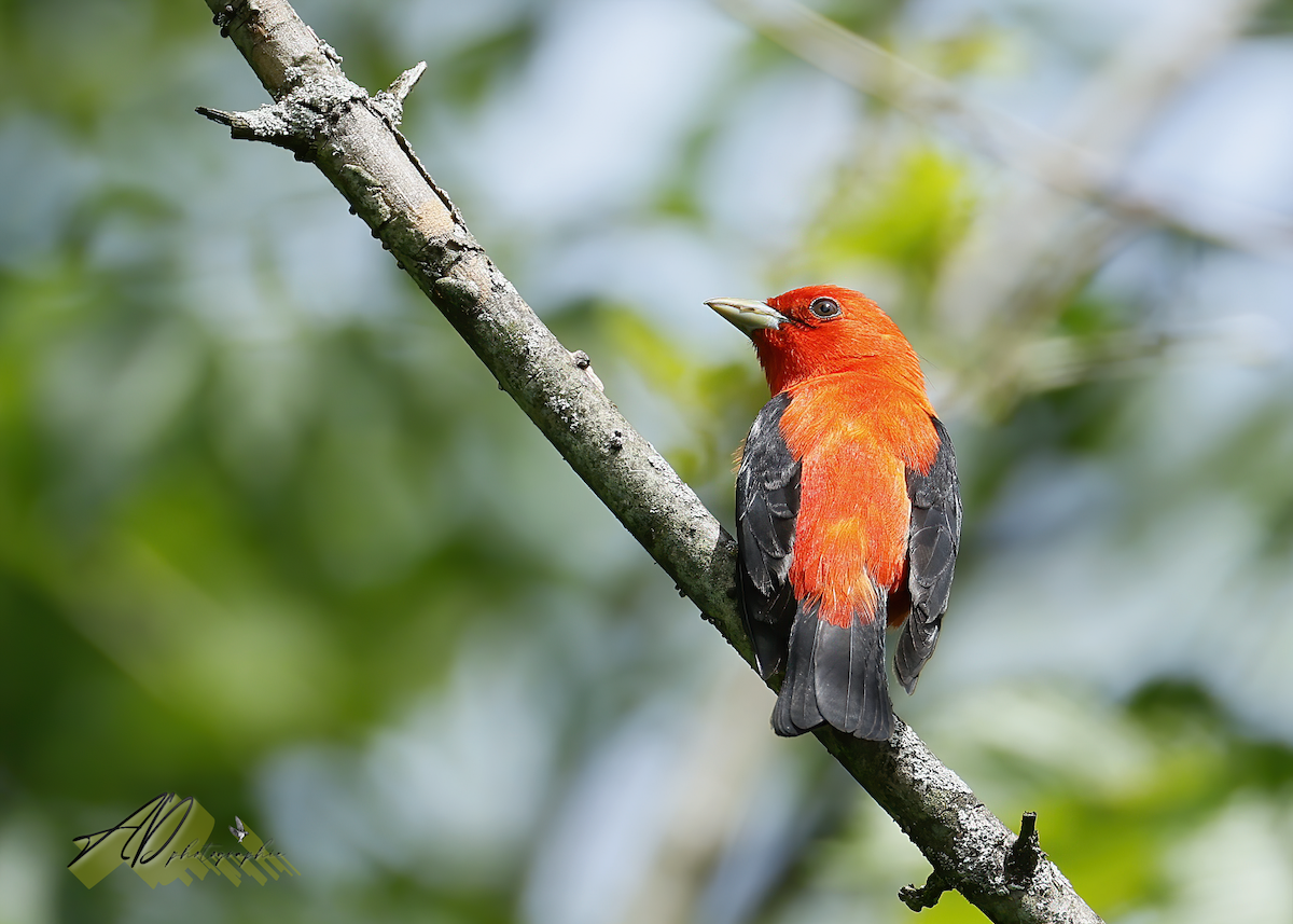 Scarlet Tanager - ML620708495