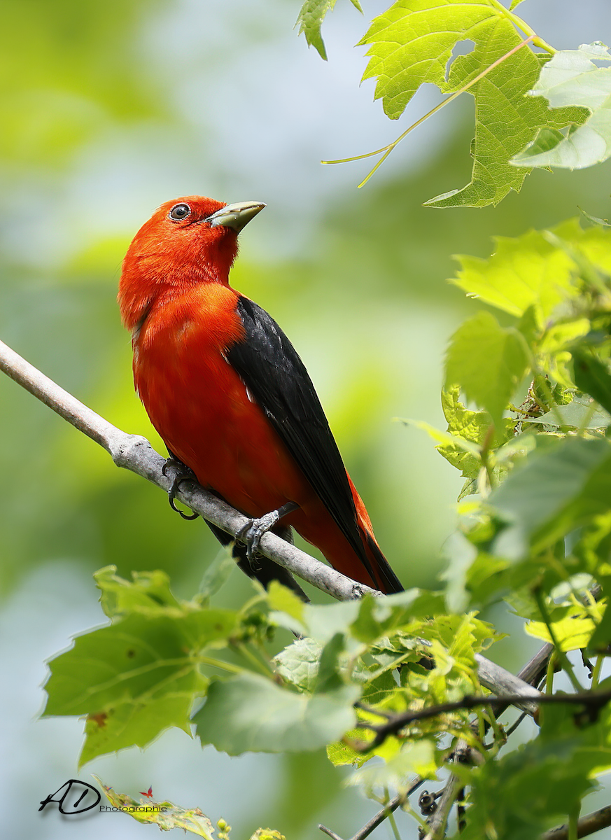 Scarlet Tanager - ML620708496