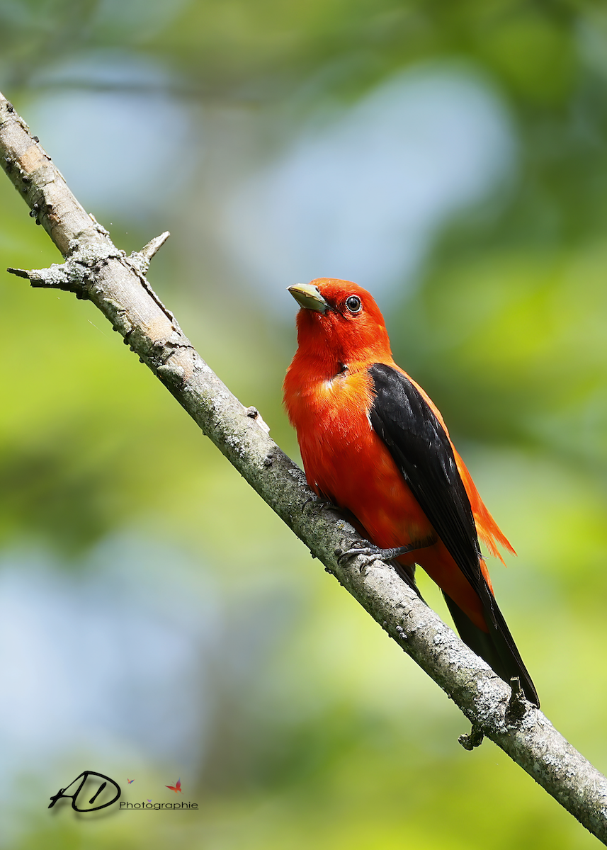 Scarlet Tanager - ML620708497