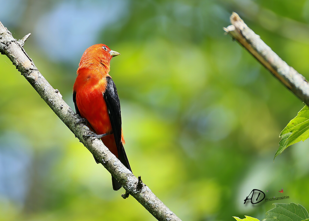 Scarlet Tanager - Alain Dorris