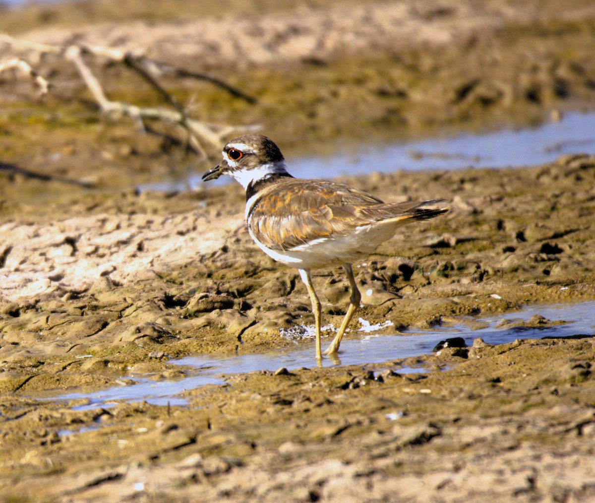 Killdeer - ML620708500