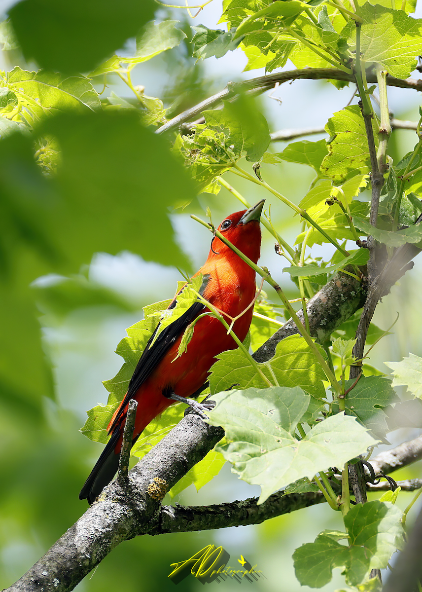 Scarlet Tanager - Alain Dorris