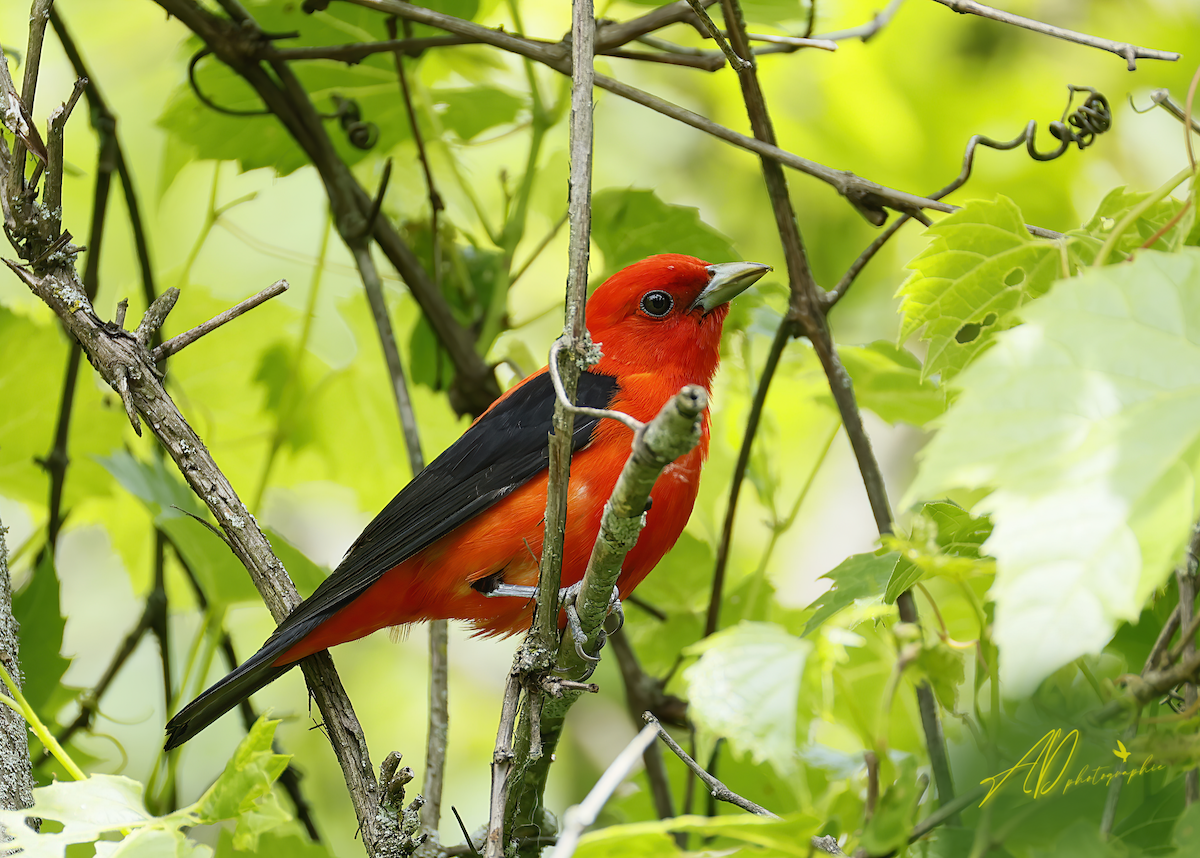 Scarlet Tanager - ML620708502