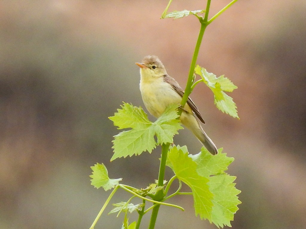 Melodious Warbler - ML620708511