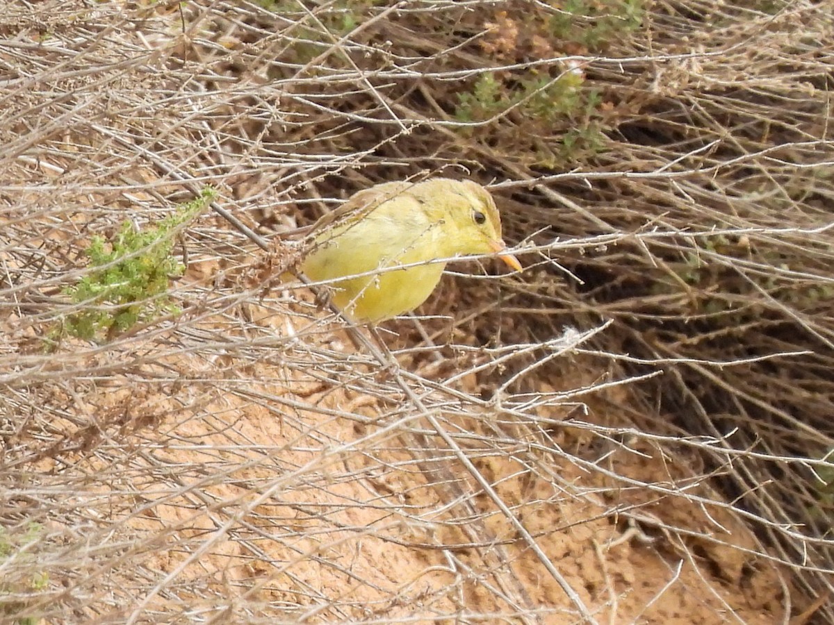 Melodious Warbler - ML620708512