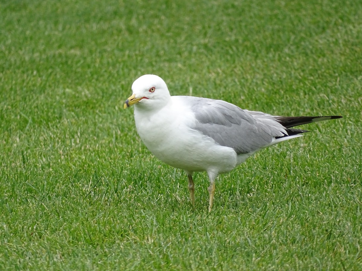 Ring-billed Gull - ML620708514