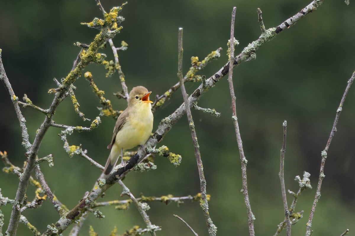 Melodious Warbler - ML620708515