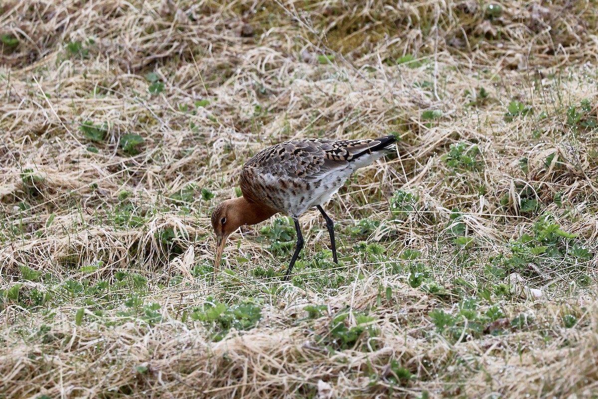 Black-tailed Godwit (islandica) - ML620708516