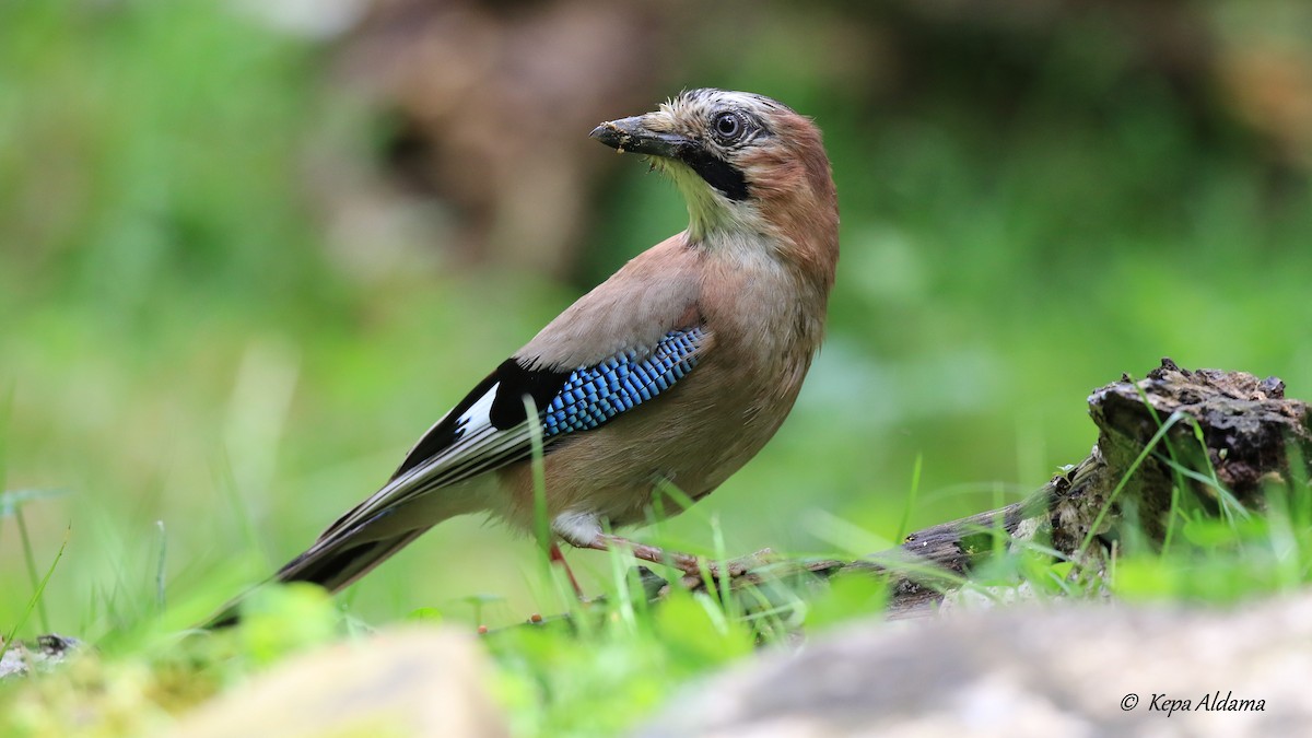 Eurasian Jay - ML620708518